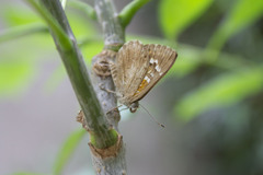 Aricoris indistincta