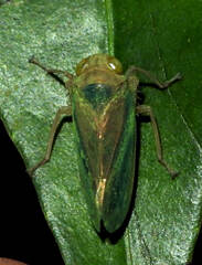 Coelidiinae