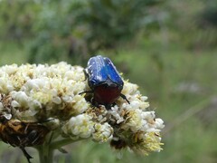 Leucocelis