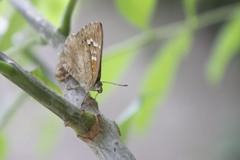 Aricoris indistincta