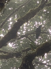 Cephalopterus penduliger