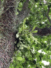 Rhipsalis pachyptera