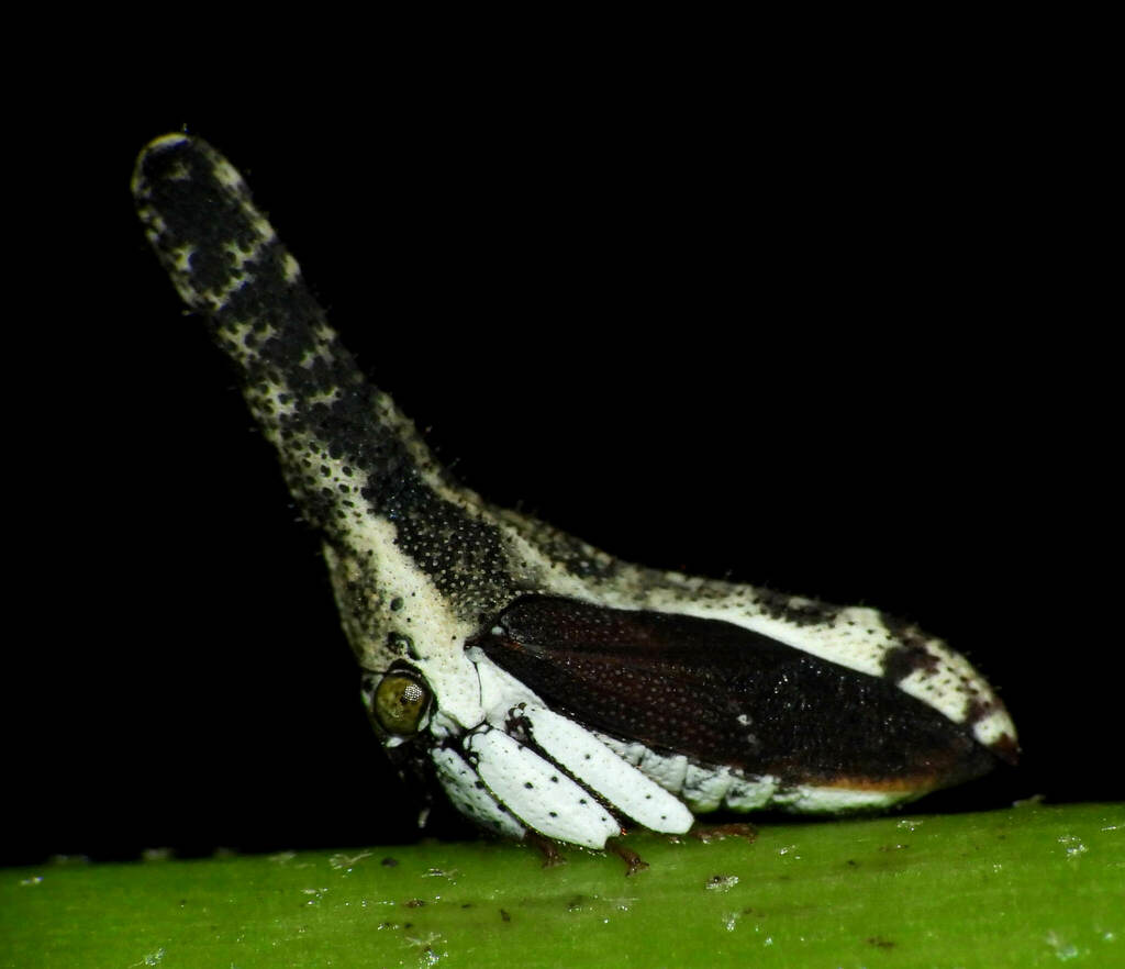 Hypsoprora albopleura