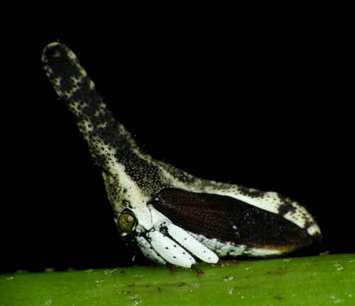 Hypsoprora albopleura