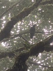 Cephalopterus penduliger