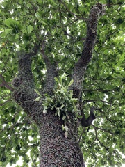 Rhipsalis pachyptera