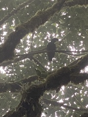 Cephalopterus penduliger