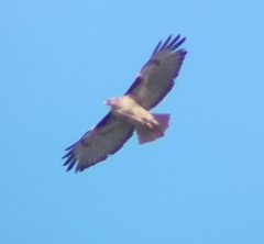 Buteo jamaicensis calurus