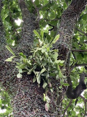 Rhipsalis pachyptera