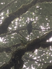Cephalopterus penduliger