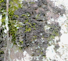 Frullania dilatata