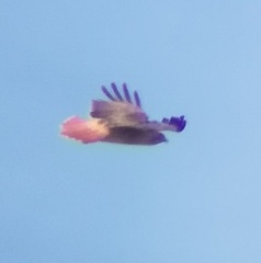 Buteo jamaicensis calurus