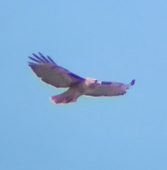 Buteo jamaicensis calurus