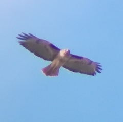 Buteo jamaicensis calurus