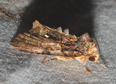 Chytonix palliatricula
