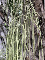 Rhipsalis