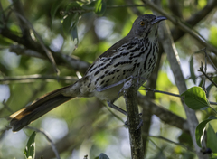 Toxostoma longirostre