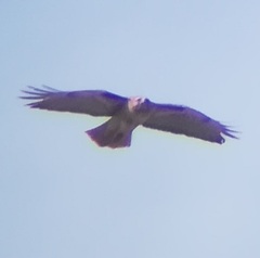 Buteo jamaicensis calurus