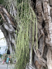 Rhipsalis