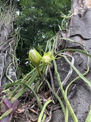 Selenicereus setaceus