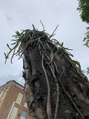 Selenicereus setaceus