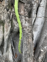 Selenicereus setaceus