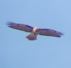 Buteo jamaicensis calurus