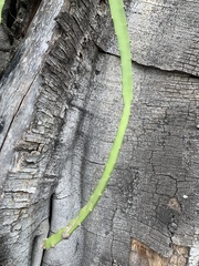 Selenicereus setaceus