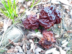 Gyromitra