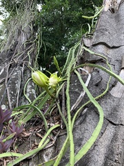 Selenicereus setaceus