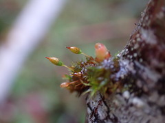 Orthotrichum