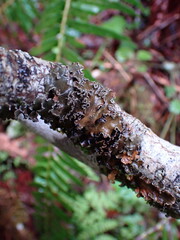 Peltigera collina