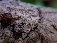 Pertusaria