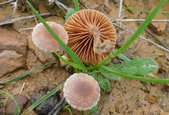 Tubaria conspersa