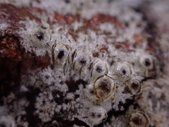 Pertusaria