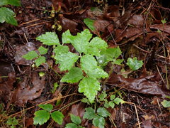 Tiarella trifoliata trifoliata