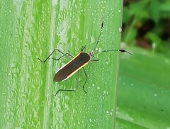 Plapigus circumcinctus