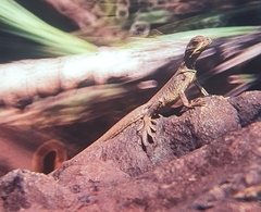 Hydrosaurus pustulatus