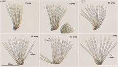 Cryptocoryneum
