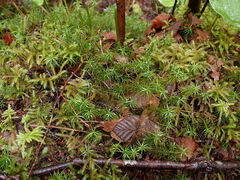 Polytrichastrum alpinum