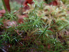 Polytrichastrum alpinum