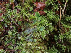 Conocephalum conicum