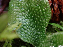 Conocephalum conicum