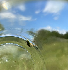 Odontomyia cincta