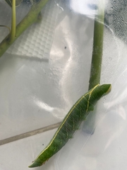 Sphingidae