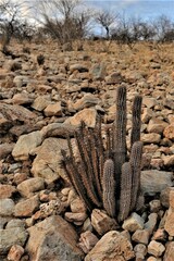 Hoodia parviflora