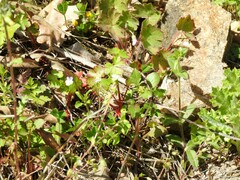 Cerastium brachypetalum