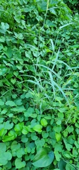 Zingiber officinale