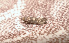 Recurvaria leucatella