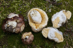 Russula subloculata